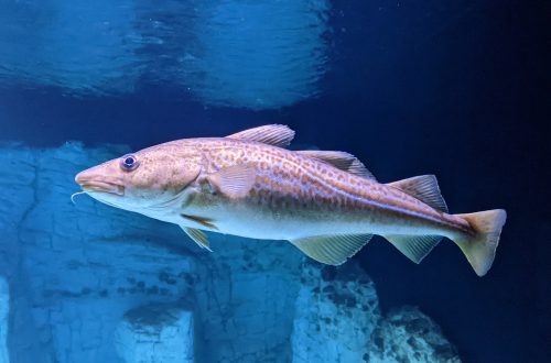 Atlantic cod swimming underwater