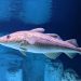 Atlantic cod swimming underwater