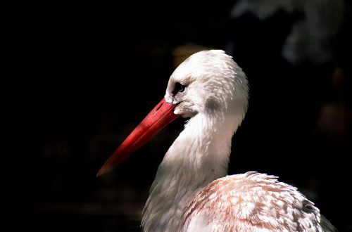 White stork on black background
