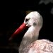 White stork on black background