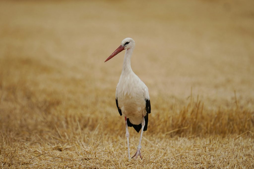 White stork in a brown/yellow grassland.